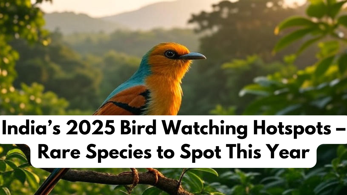 India’s 2025 Bird Watching Hotspots – Rare Species to Spot This Year